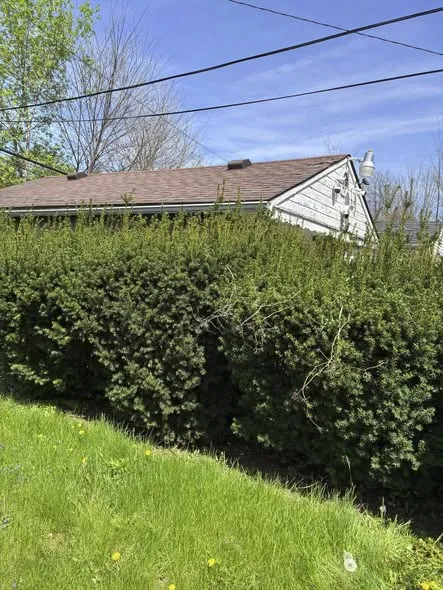 Overgrown hedges before trimming service Detroit Metro