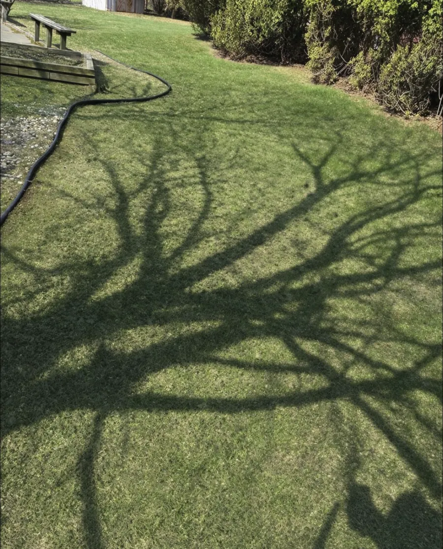 Clean lawn after leaf removal Metro Detroit