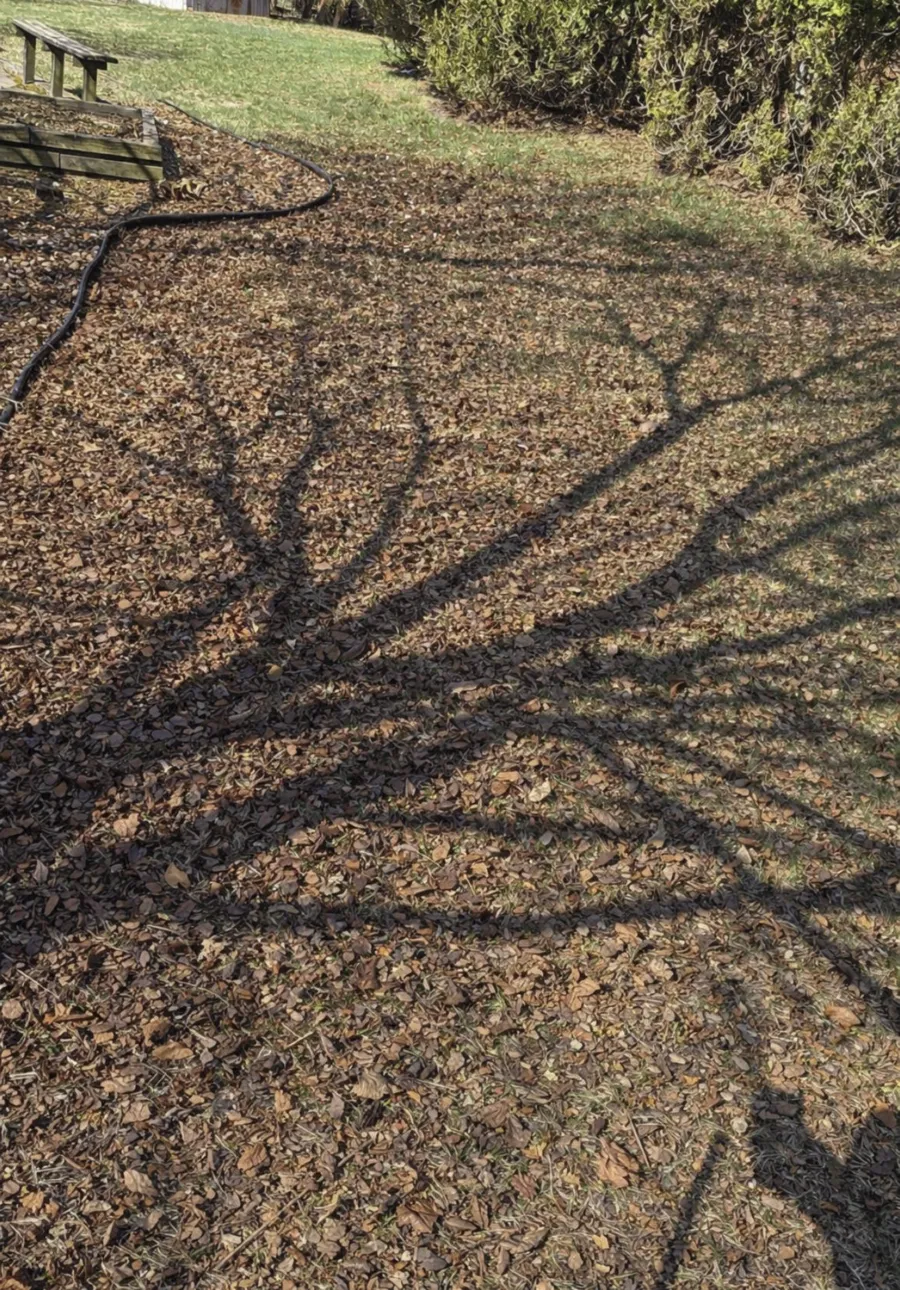 Leaf-covered yard before cleanup Detroit Metro