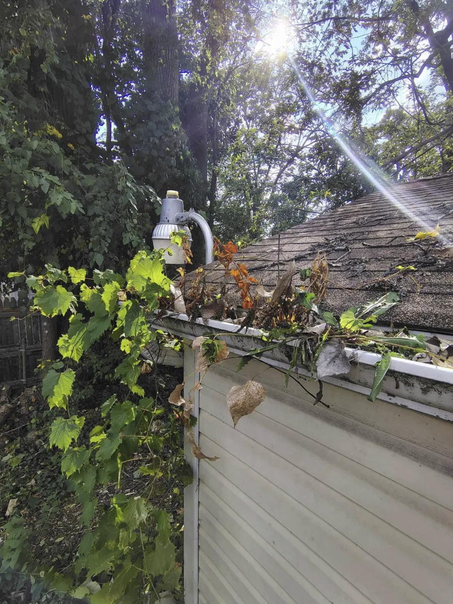 Gutters clogged with vines and leaves before cleaning Detroit